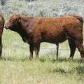 604 Yearling Bull for sale June 2017