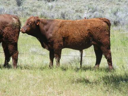 604 Yearling Bull for sale June 2017