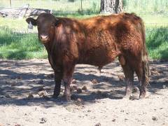 607 Yearling Bull for sale June 2017