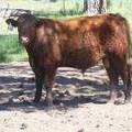 607 Yearling Bull for sale June 2017