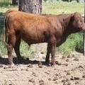 616 Yearling Bull for sale June 2017