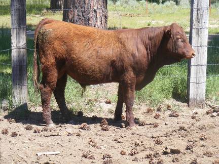 616 Yearling Bull for sale June 2017