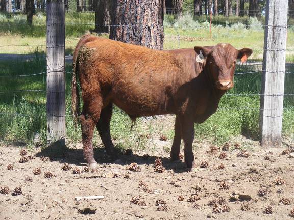 616 Yearling Bull for sale June 2017