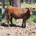 616 Yearling Bull for sale June 2017