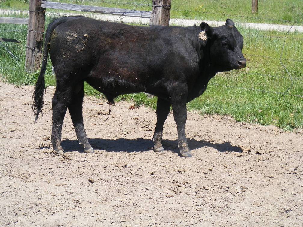 Herdsire 625 Yearling Bull June 2017