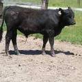 Herdsire 625 Yearling Bull June 2017