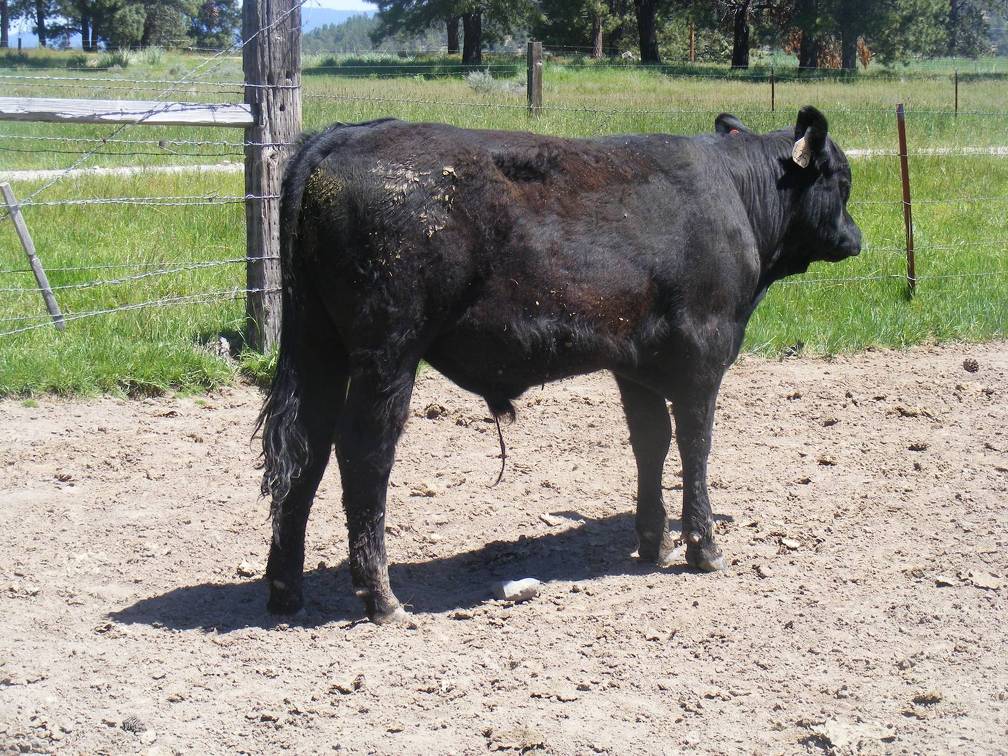 Herdsire 625 Yearling Bull June 2017