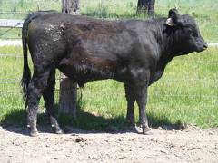 Herdsire 625 Yearling Bull June 2017