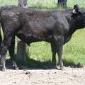 Herdsire 625 Yearling Bull June 2017