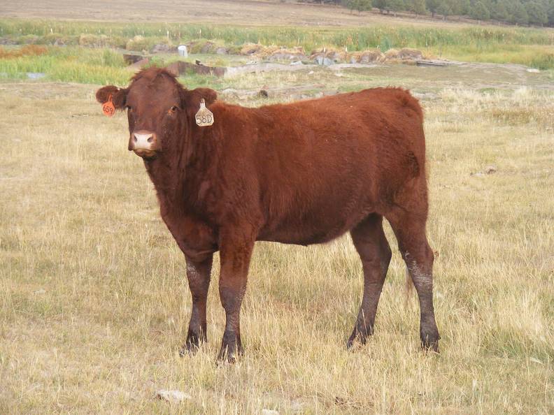 Bred Heifer September 2017 (9).JPG