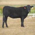 Bred Heifer September 2017