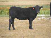 Bred Heifer September 2017