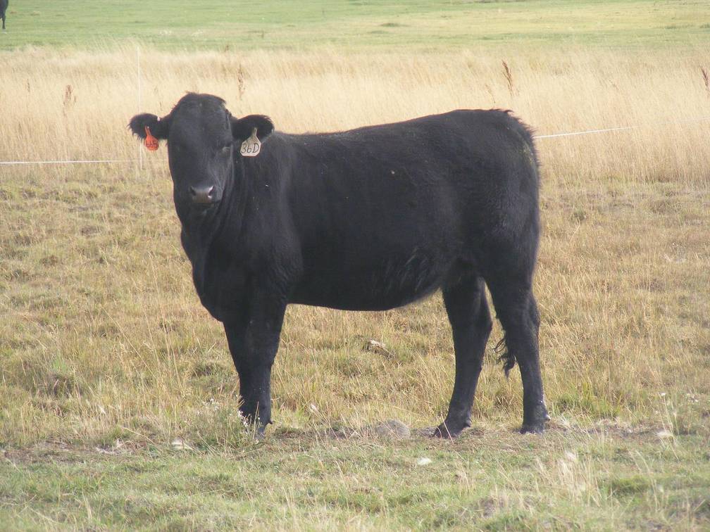 Bred Heifer September 2017