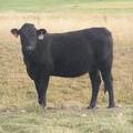 Bred Heifer September 2017