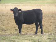 Bred Heifer September 2017