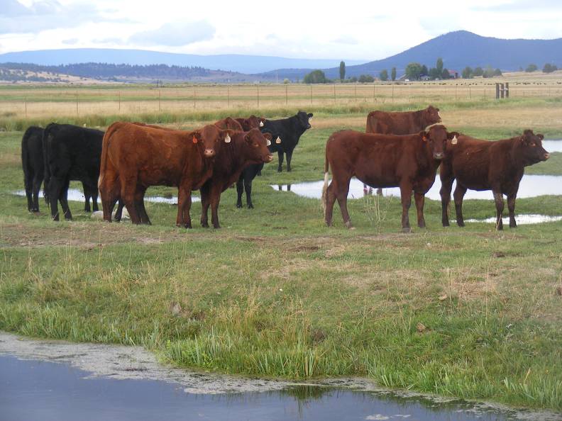 Bred Heifer September 2017 (3).JPG