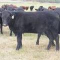 Bred Heifer September 2017