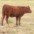 Bred Heifer September 2017