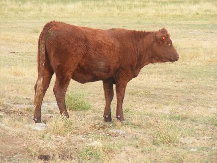 Bred Heifer September 2017