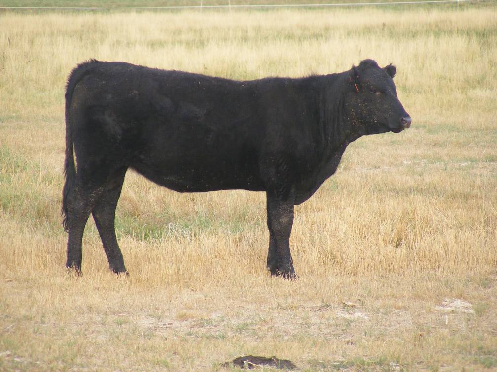 Bred Heifer September 2017