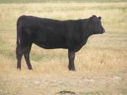 Bred Heifer September 2017