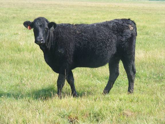 Bred Heifer August 2017