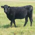 Bred Heifer August 2017