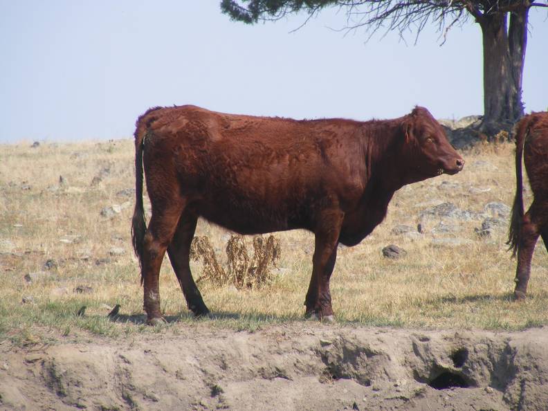 Bred Heifer August 2017