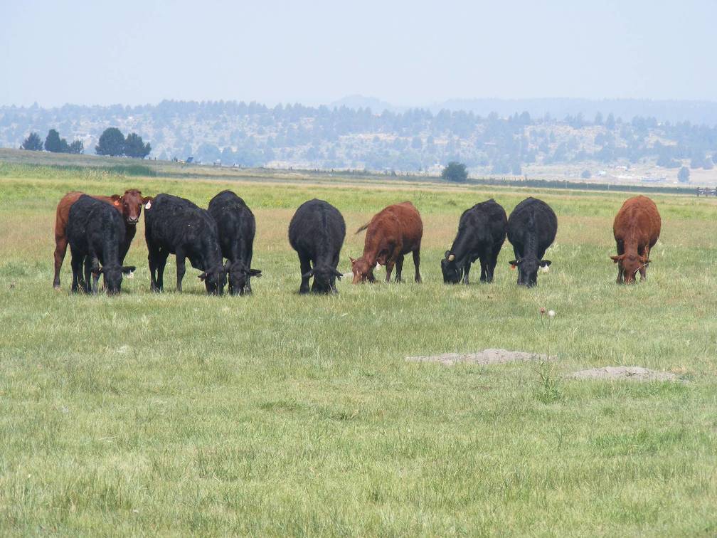 Bred Heifer August 2017