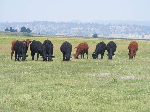 Bred Heifer August 2017