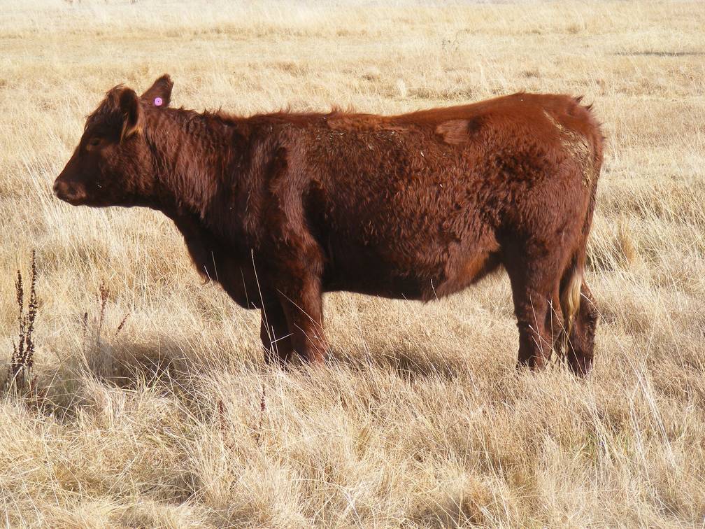 Bred Heifer November 2017