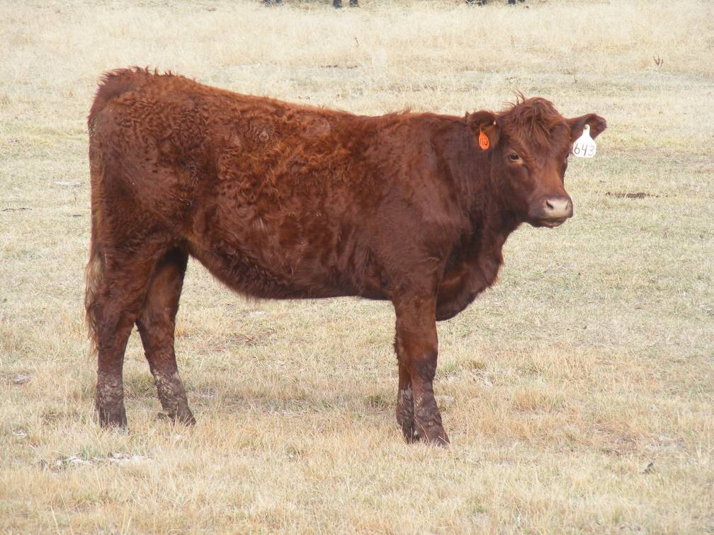 Bred Heifer November 2017