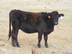 Bred Heifer November 2017