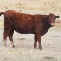 Bred Heifer November 2017