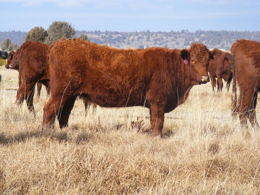 Bred Heifer November 2017