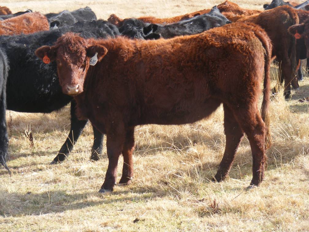 Bred Heifer November 2017