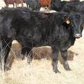 Bred Heifer November 2017