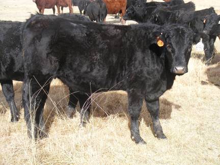 Bred Heifer November 2017