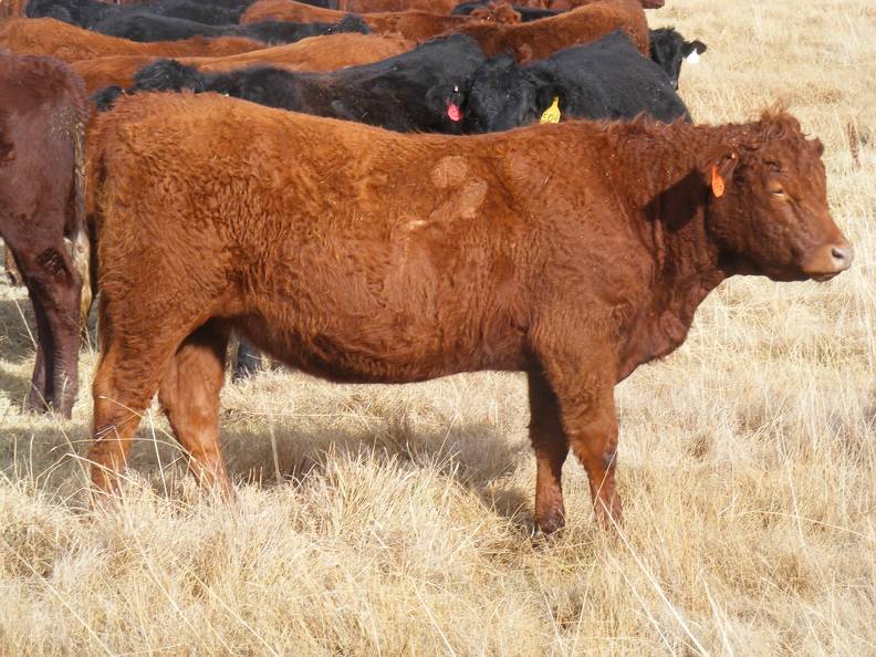 Bred Heifer November 2017