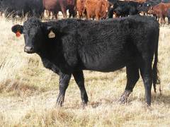 Bred Heifer November 2017