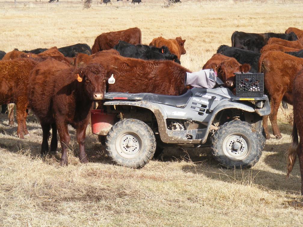 Bred Heifer November 2017