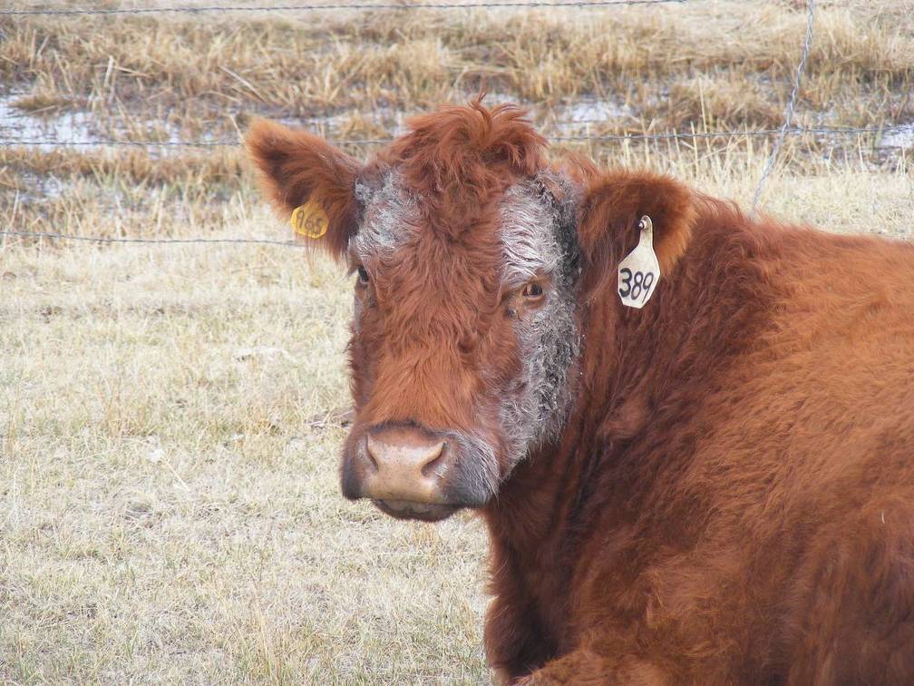 A Cow Facial