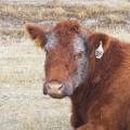 A Cow Facial