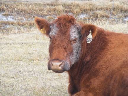 A Cow Facial