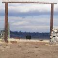 Cow eyeing open gate
