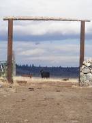 Cow eyeing open gate