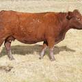 2017 Fifteen Year Old Cow 301r