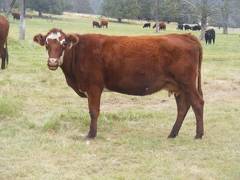 2017 Five year old Cow 301y