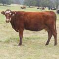 2017 Five year old Cow 301y