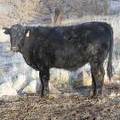 2018 weaner steer 042